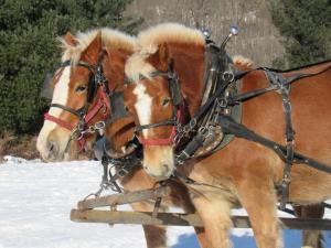 Competition entry: A Pair of Belgians