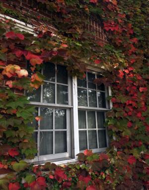 Competition entry: Fall's Beauty
