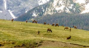 Competition entry: Rocky Mountain Elk Grazing