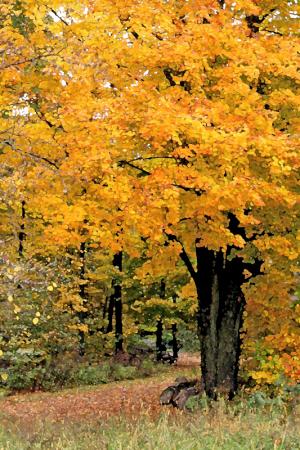 Competition entry: Autumn Glory