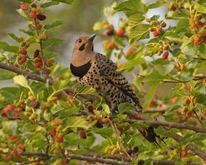 Competition entry: Northern Flicker