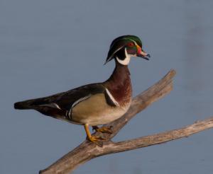 Competition entry: Wood Duck