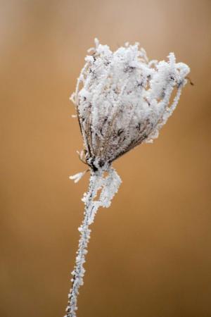 Competition entry: Queen Anne's Frosted