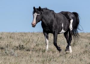 Competition entry: Badlands Wild Horse