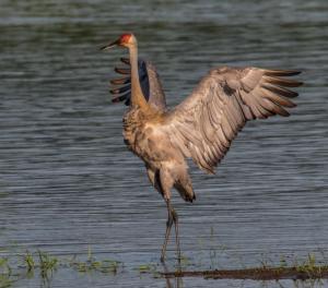 Competition entry: Morning Stretch