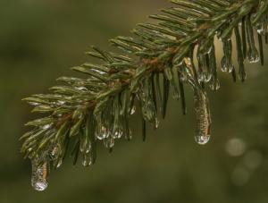 Competition entry: After an Icy Rain