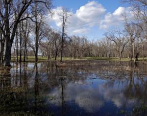 Competition entry: The Puddles of Spring