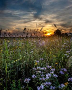 Competition entry: Bee Balm and Black Eyed Susans