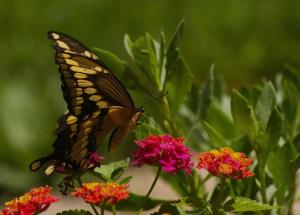 Competition entry: Butterflies and flowers remind me of Spring