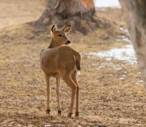 Competition entry: That "deer in the sunlight" look