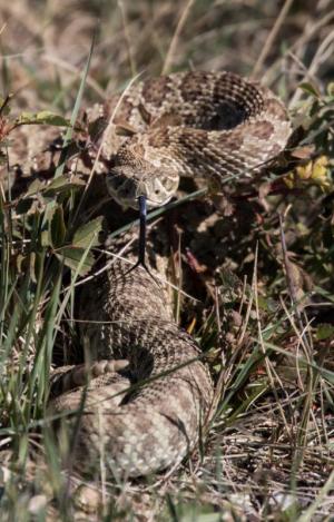 Competition entry: Timber Rattlesnake "Close Enough"