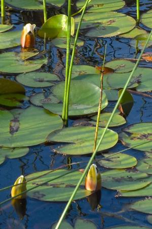 Competition entry: Lily Pond at Riverside Friendship Garden