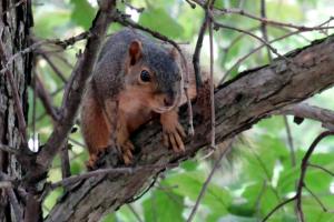 Competition entry: Hanging Out in my Tree