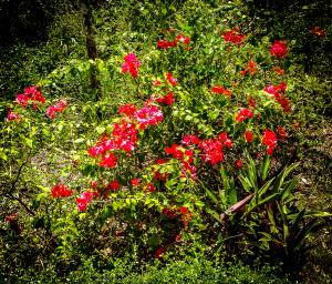 Competition entry: Colorful Dominican Republic Flowers