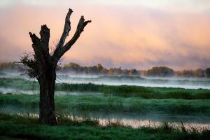 Competition entry: Foggy Morning at Goose Island