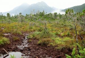 Competition entry: Mist over Muskeg