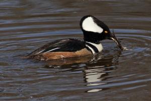 Competition entry: Hooded Merganser Eating Leopard Frog