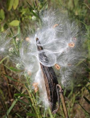 Competition entry: Blowing in the wind