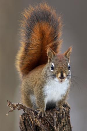 Competition entry: Red Squirrel