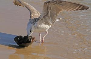 Competition entry: Photojournalistic Look At Man's Harm To Birds