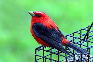 Competition entry: Scarlet Tanager