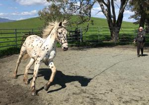 Competition entry: horse training