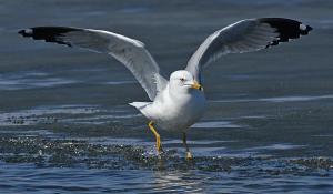 Competition entry: Ring-billed Gull