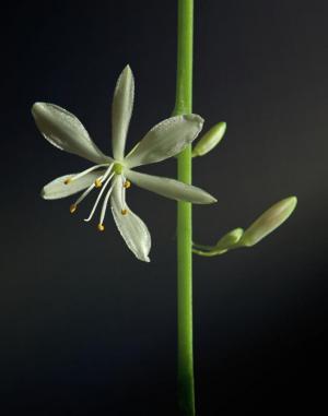 Competition entry: Spider Plant Bloom