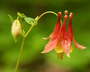 Competition entry: Honeysuckle