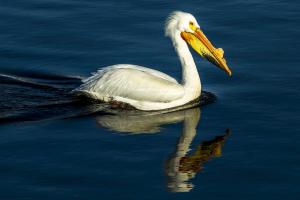 Competition entry: Cruisin' Pelican