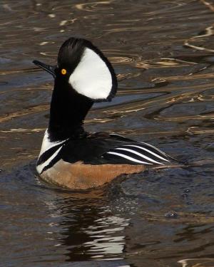 Competition entry: Hooded Merganser