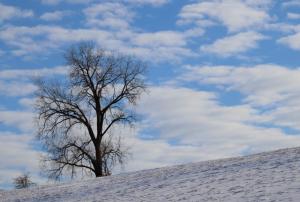 Competition entry: The Lone Tree