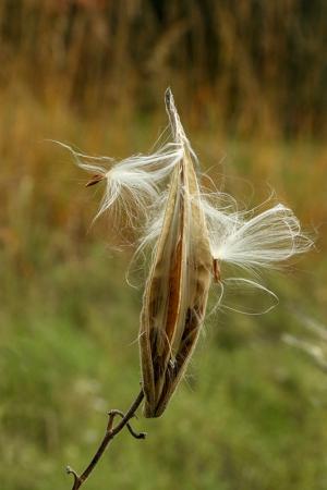 Competition entry: Nature's Art--Perrot State Park