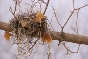 Competition entry: Frozen Nest