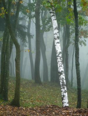 Competition entry: Birch in fog