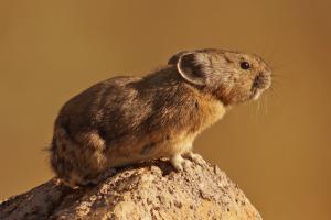Competition entry: American Pika