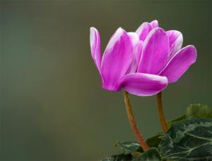 Competition entry: Cyclamen Twins