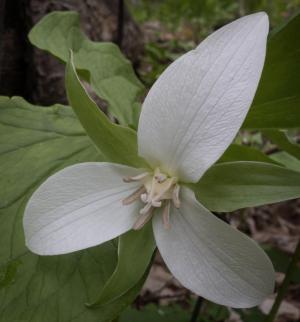 Competition entry: Nodding Trillium