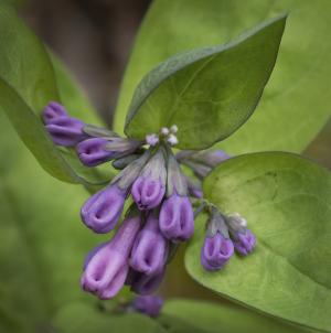 Competition entry: Bluebells