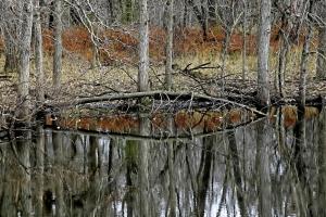 Competition entry: Goose Island Reflections