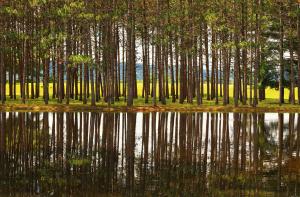 Competition entry: Reflecting Trees