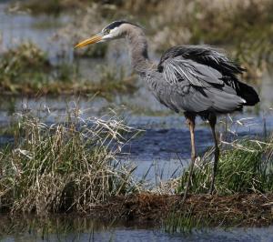 Competition entry: Windy Day For Great Blue Heron