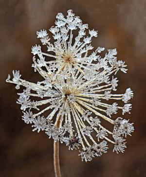 Competition entry: Icy Dill