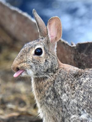 Competition entry: Rabbit Raspberry