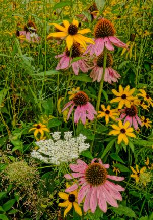 Competition entry: BEAUTY AMONG THE WEEDS