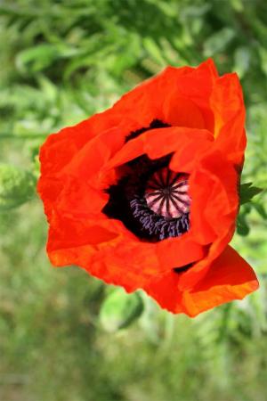 Competition entry: Orange poppy