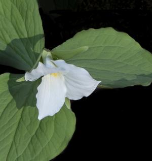 Competition entry: Spring Trillium