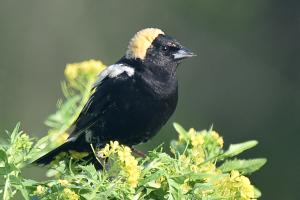 Competition entry: Bobolink