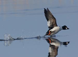 Competition entry: Goldeneye Taking Off