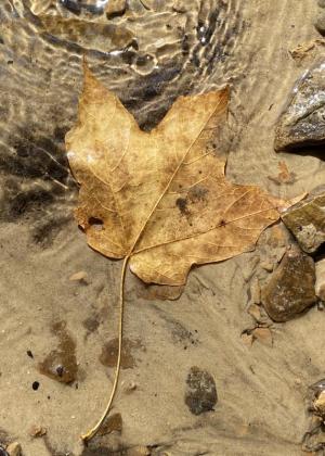 Competition entry: Underwater Leaf